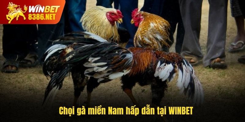 Chọi gà miền Nam hấp dẫn tại WINBET