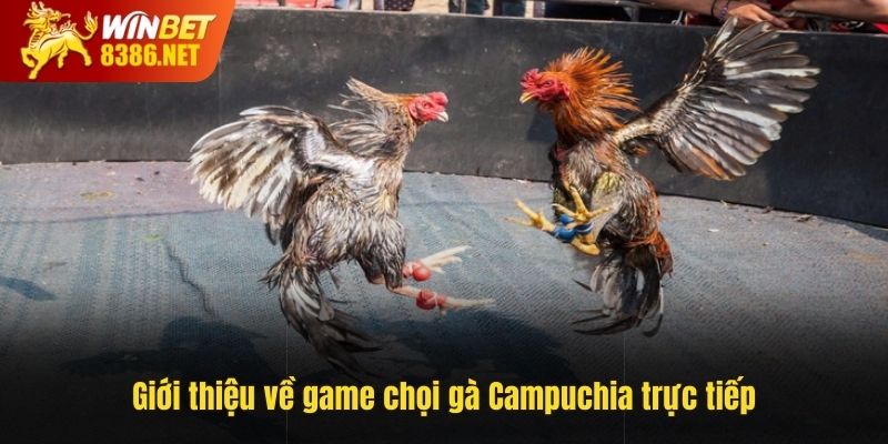 Giới thiệu về game chọi gà Campuchia trực tiếp