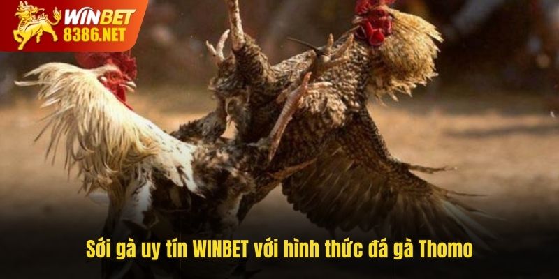 Sới gà uy tín WINBET với hình thức đá gà Thomo