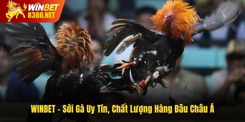 Sới gà uy tín WINBET