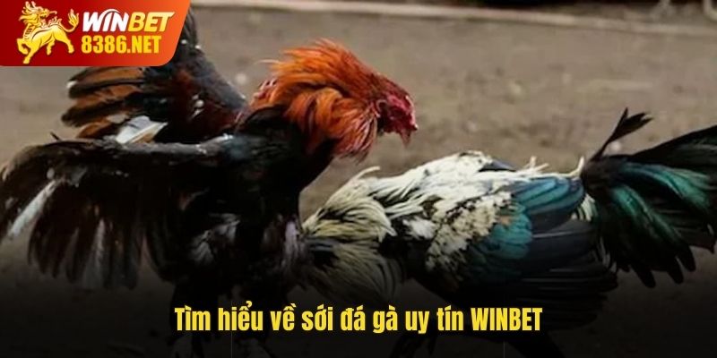 Tìm hiểu về sới đá gà uy tín WINBET