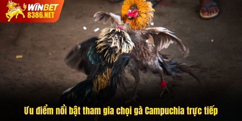 Ưu điểm nổi bật tham gia chọi gà Campuchia trực tiếp