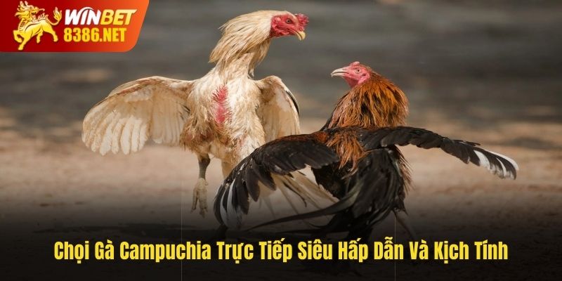 chọi gà Campuchia trực tiếp