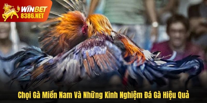 chọi gà miền Nam