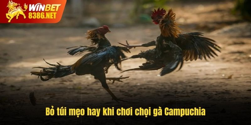 Bỏ túi mẹo hay khi chơi chọi gà Campuchia